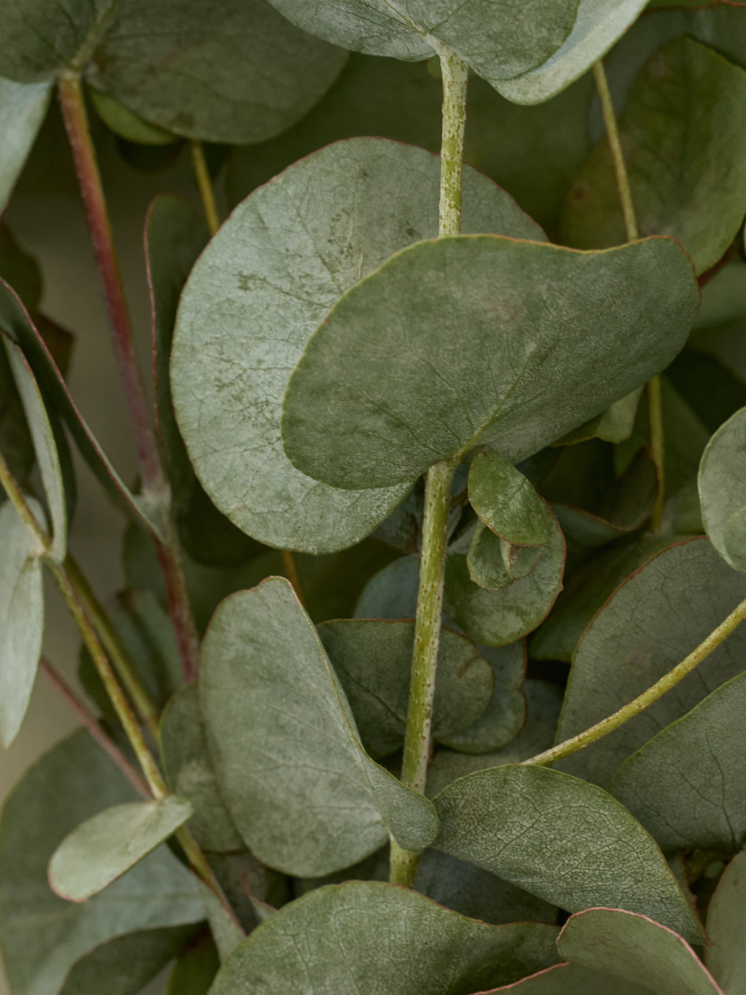 Eucalyptus Hand Soap