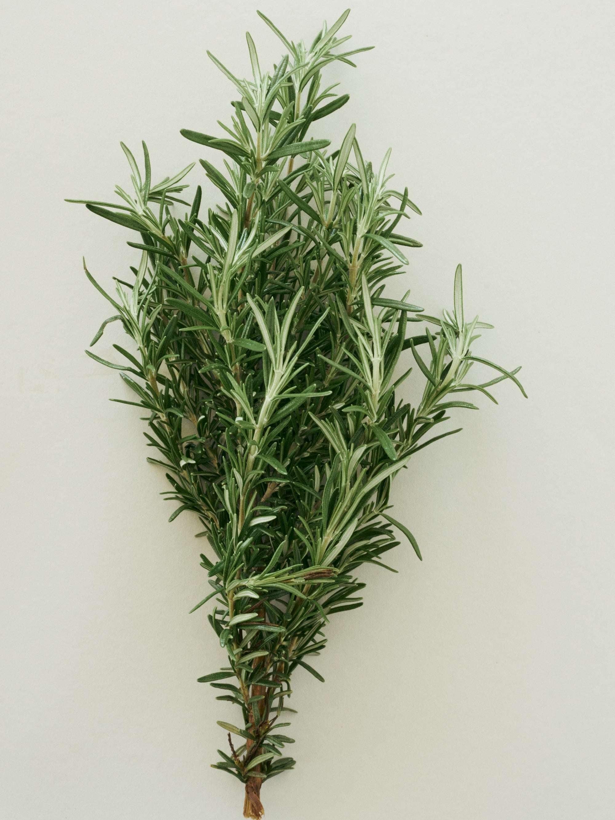 Eucalyptus Hand Soap
