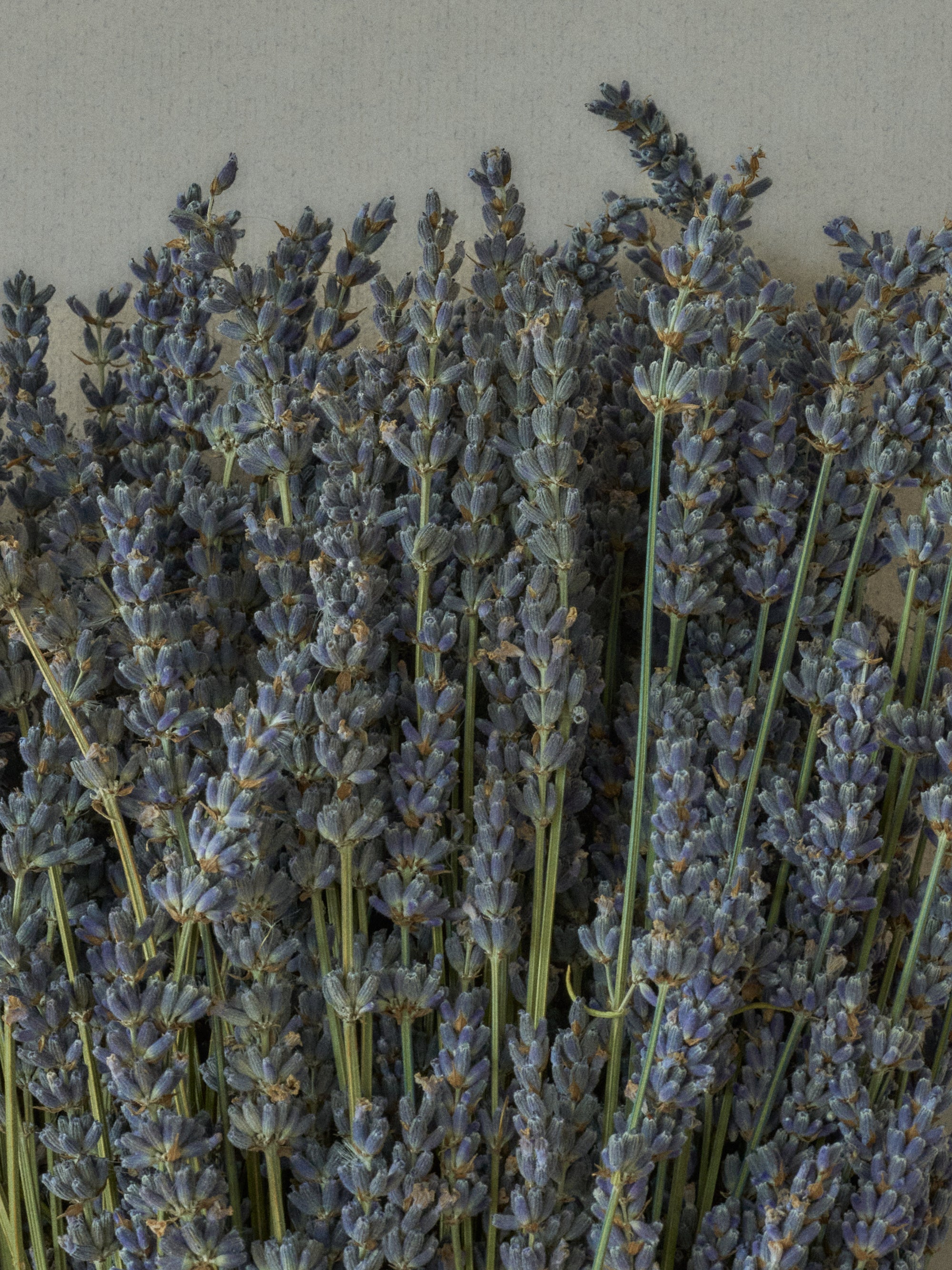 Lavender Hand Soap and Refill Bundle