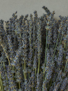 Lavender Hand Soap and Refill Bundle