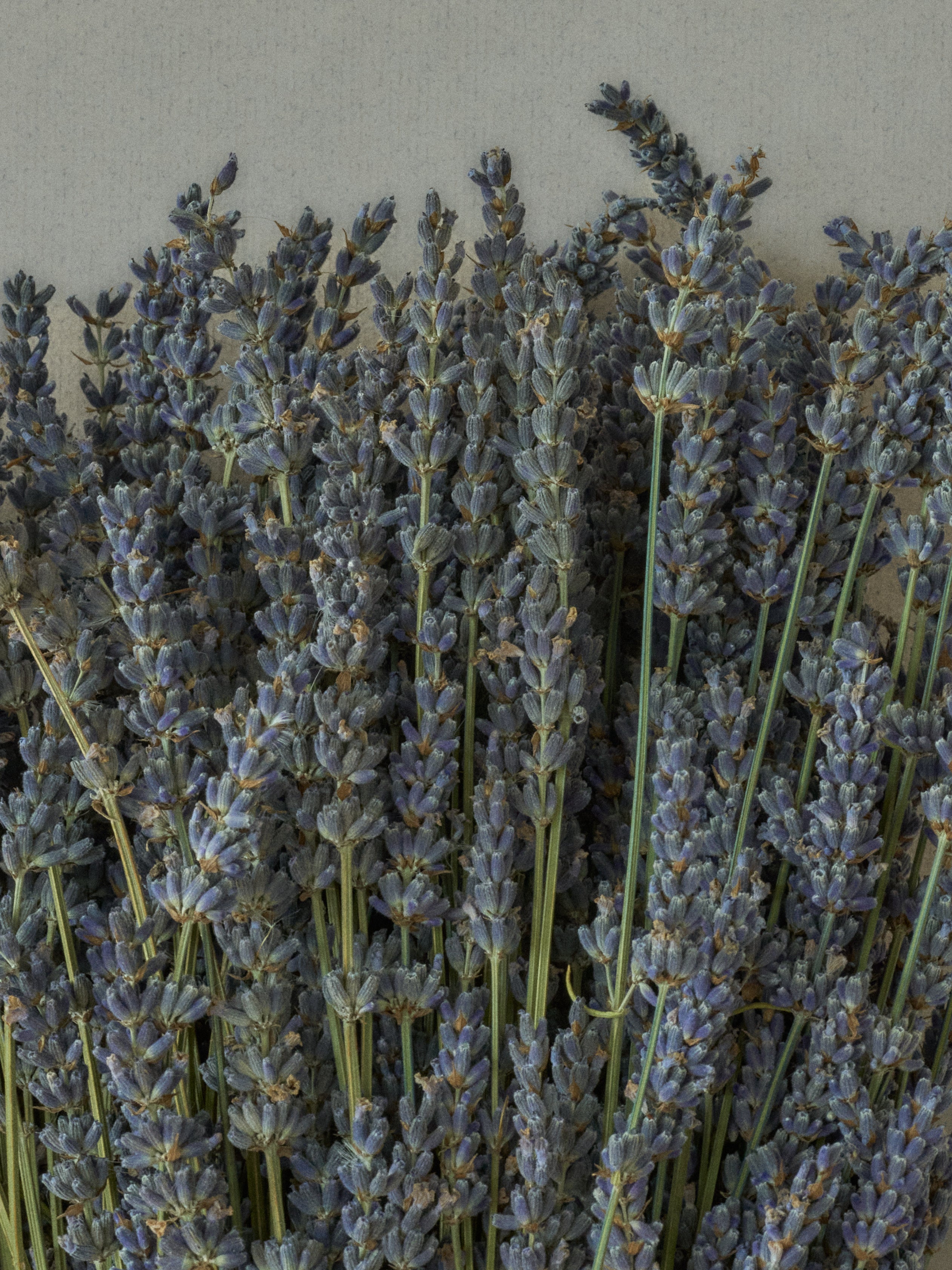 Lavender Hand Soap and Refill Bundle